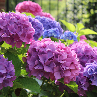Hydrangea - Messenger