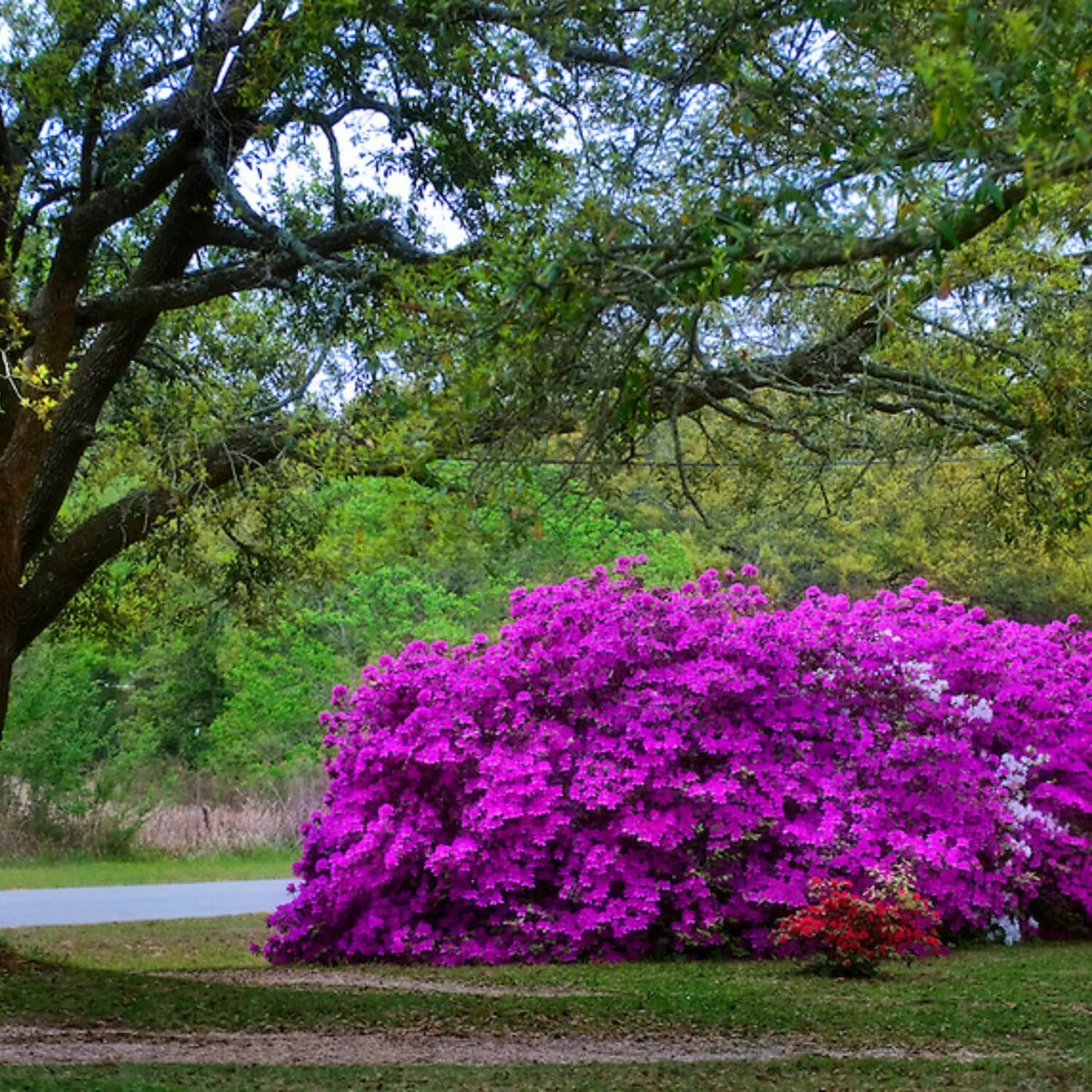 Formosa Azalea (Lavender) - SereniCare