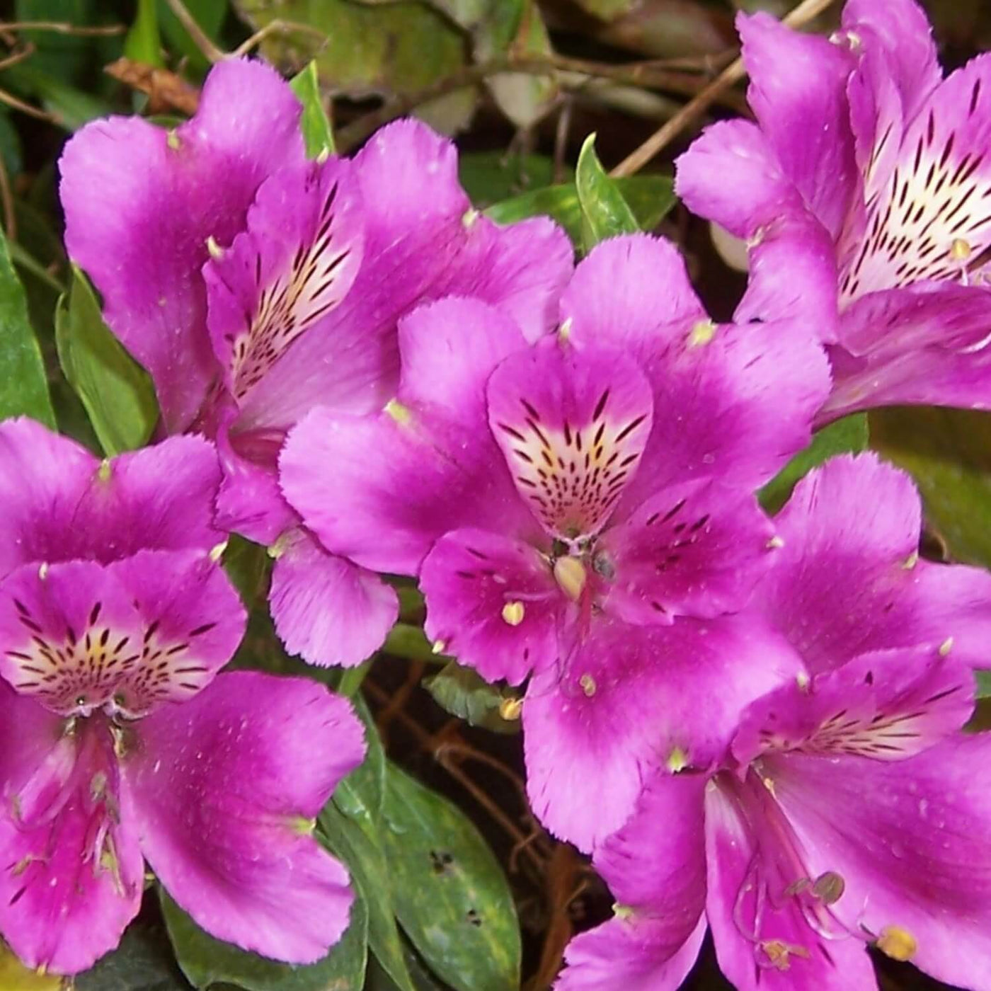 Formosa Azalea (Lavender) - SereniCare