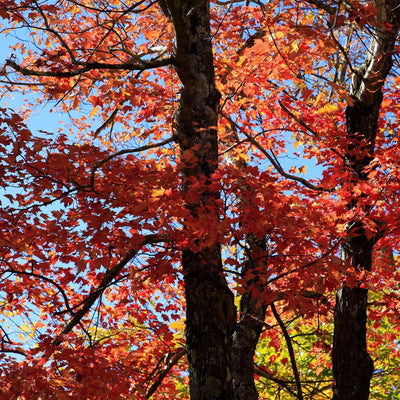 Northern Red Oak - The Living Urn