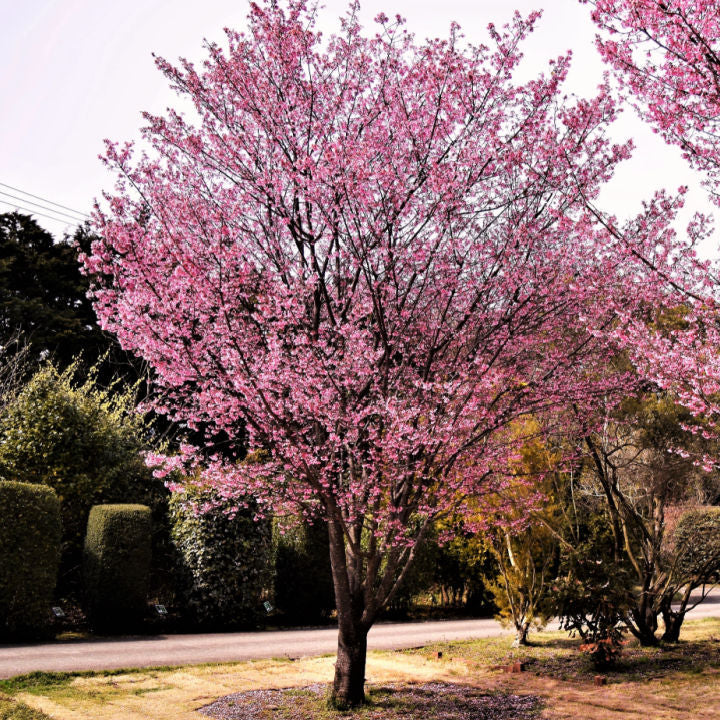 Okame Flowering Cherry - Belk