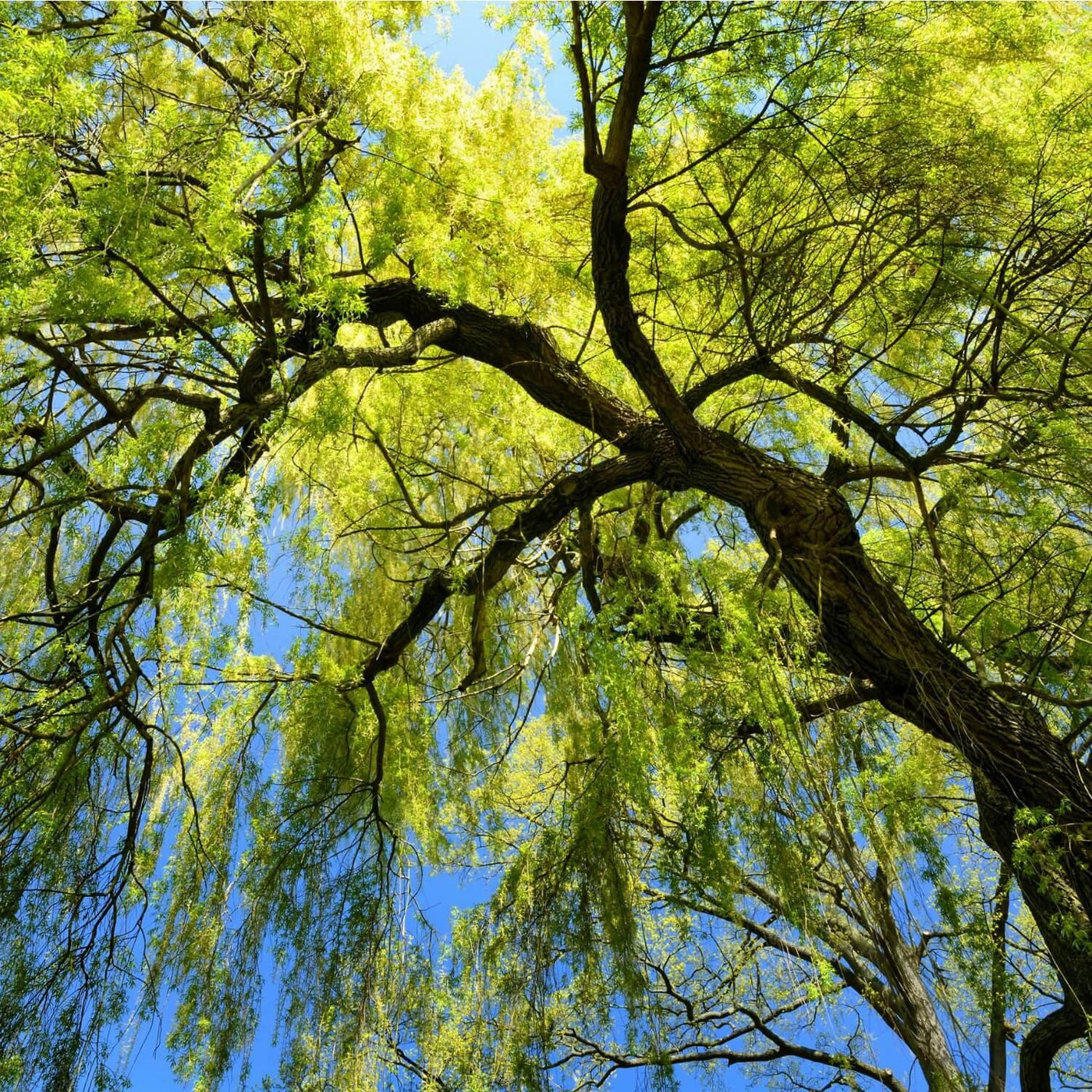 Weeping Willow - The Living Urn