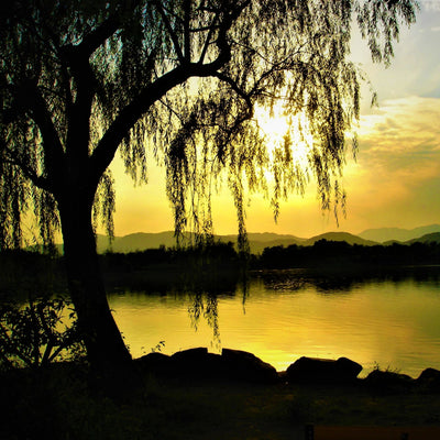 Weeping Willow