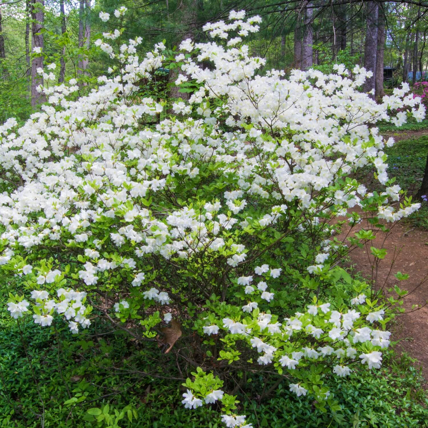 Formosa Azalea (White) - Belk