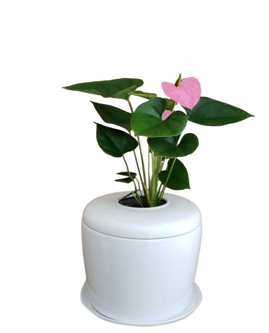 The Living Urn Indoors / Patio - 5280