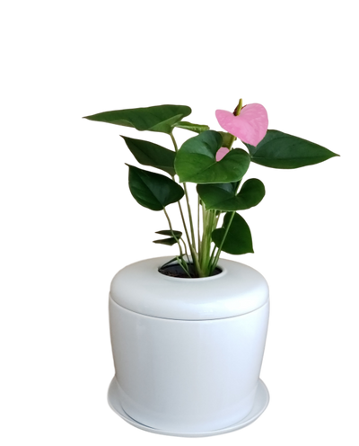 The Living Urn Indoors / Patio - 5280