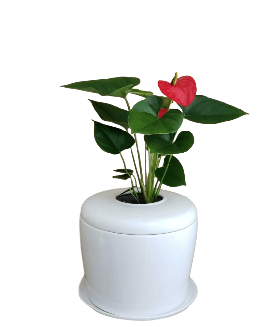 The Living Urn Indoors / Patio - 5280