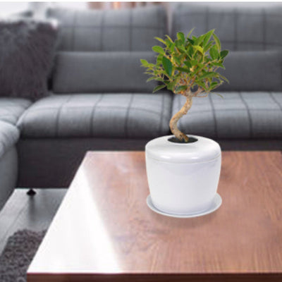 The Living Urn Indoors / Patio - 5280
