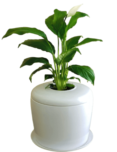 The Living Urn Indoors / Patio - 5280